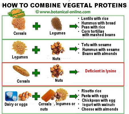 Image Result For Vegetarian Complete Protein Combinat - vrogue.co